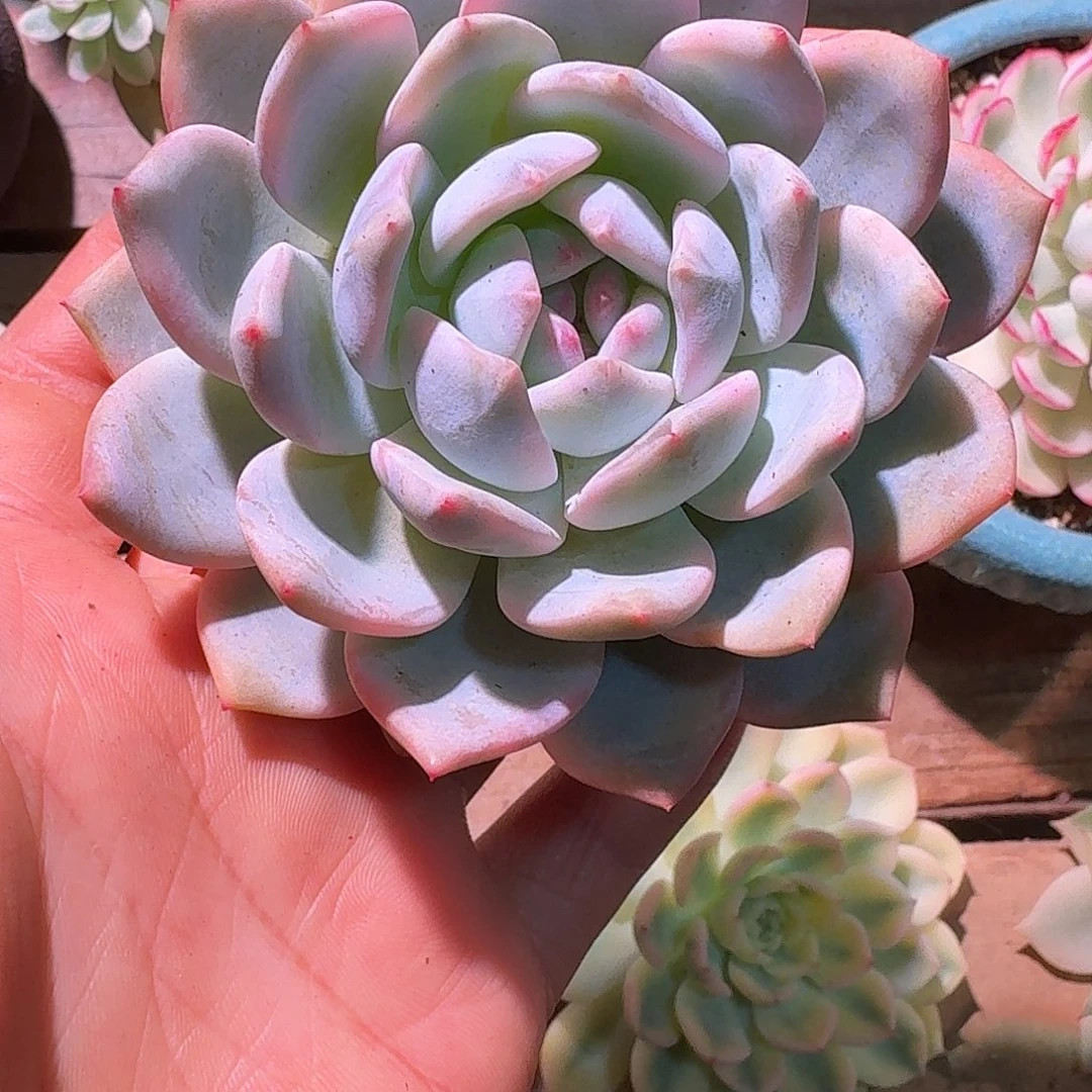 橙梦露锦多肉多肉