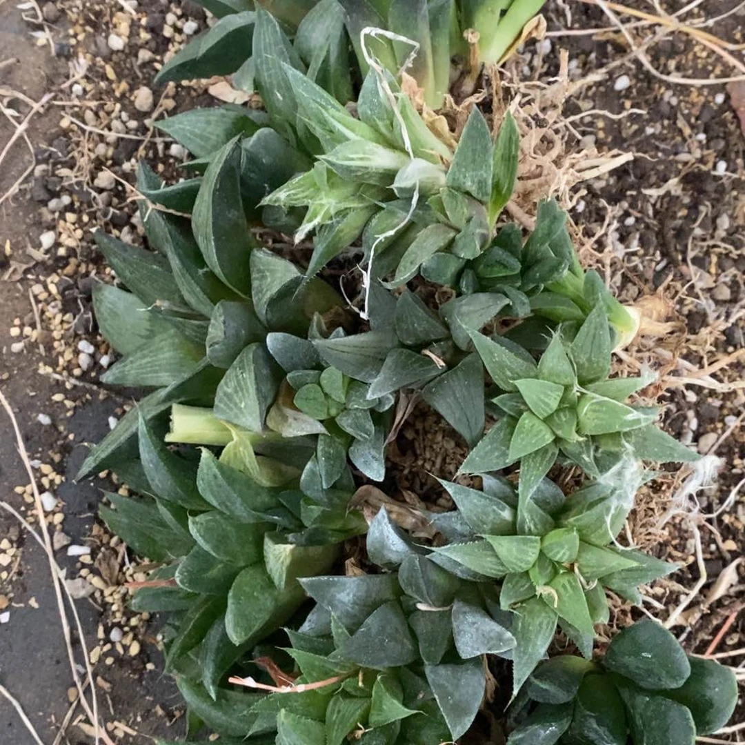 3106 一组福利。