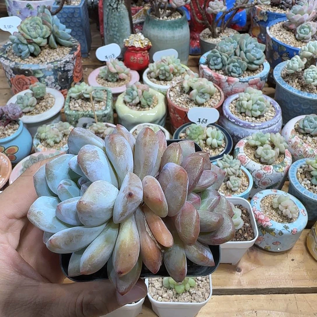 橙子锦