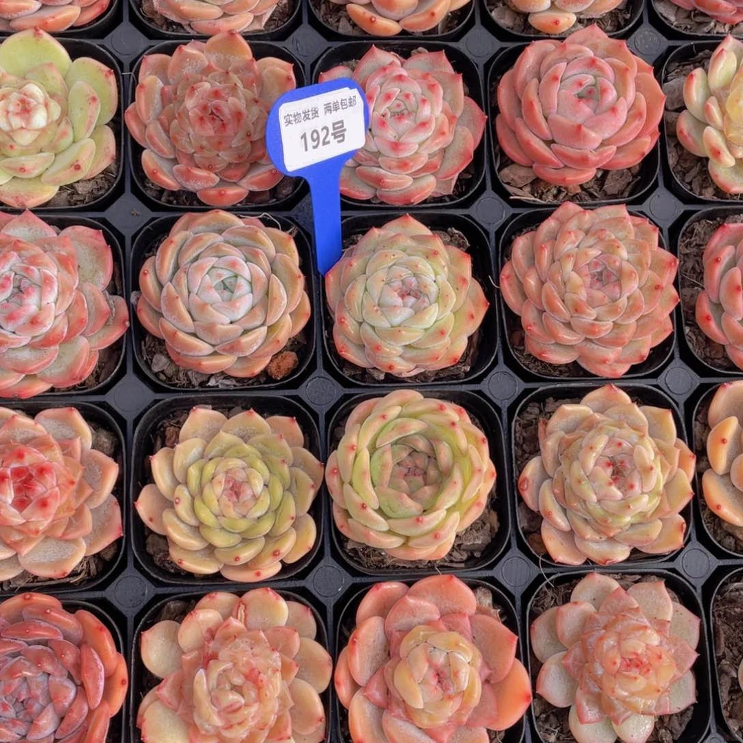 192号开播福利糖心新品美肉组合五个