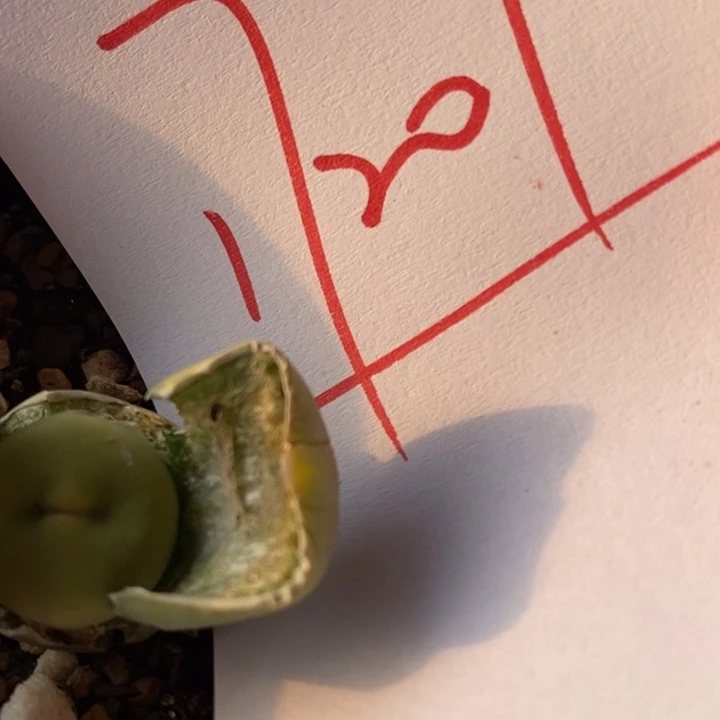 美*17207一组一组一组