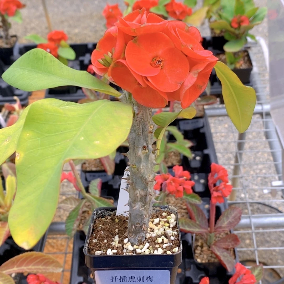 扦插虎刺梅FA-6221