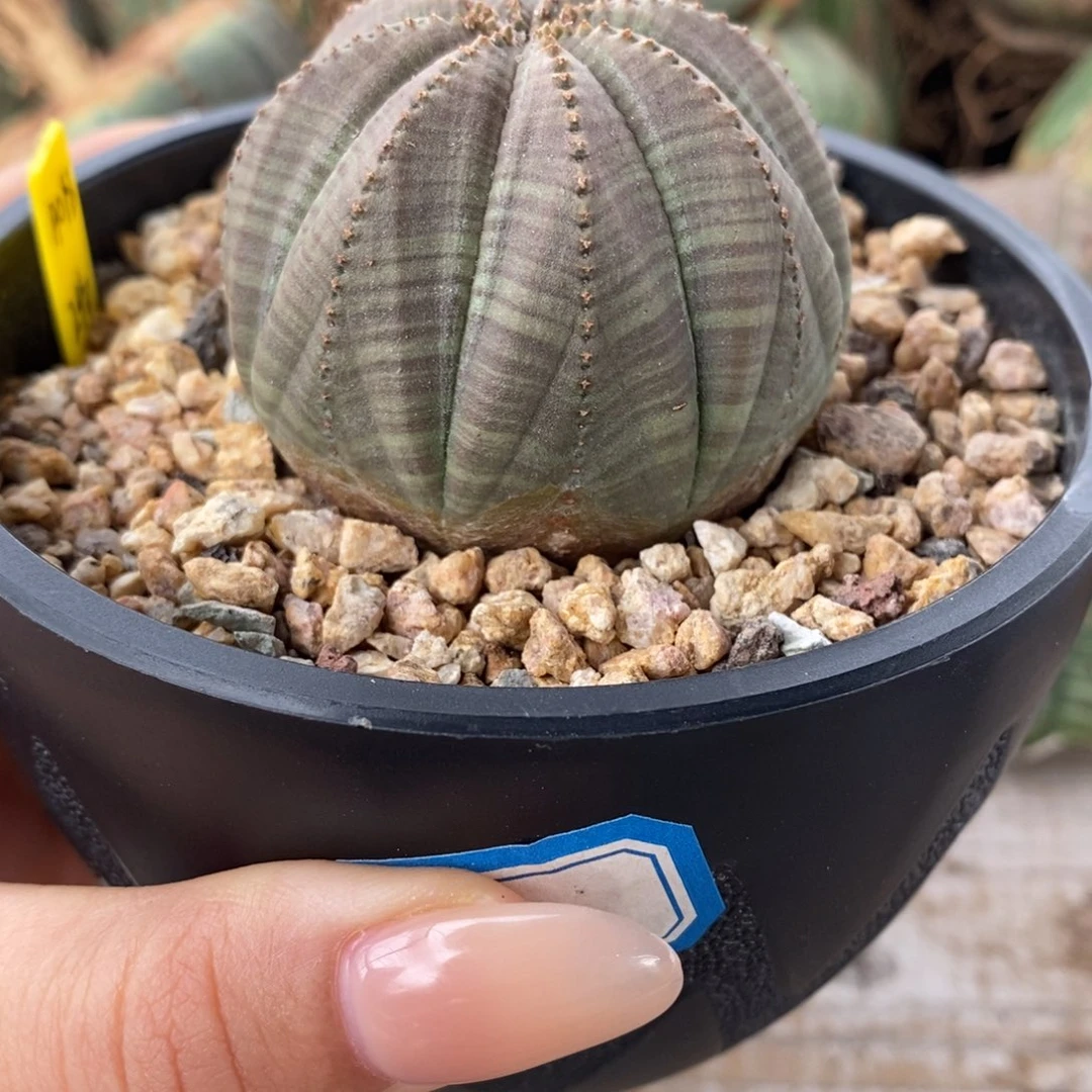 18欧系实生布纹球一物一拍