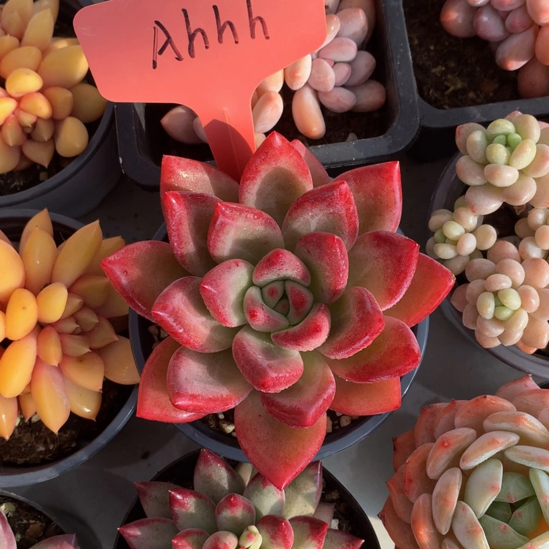 和费斯托72727272782