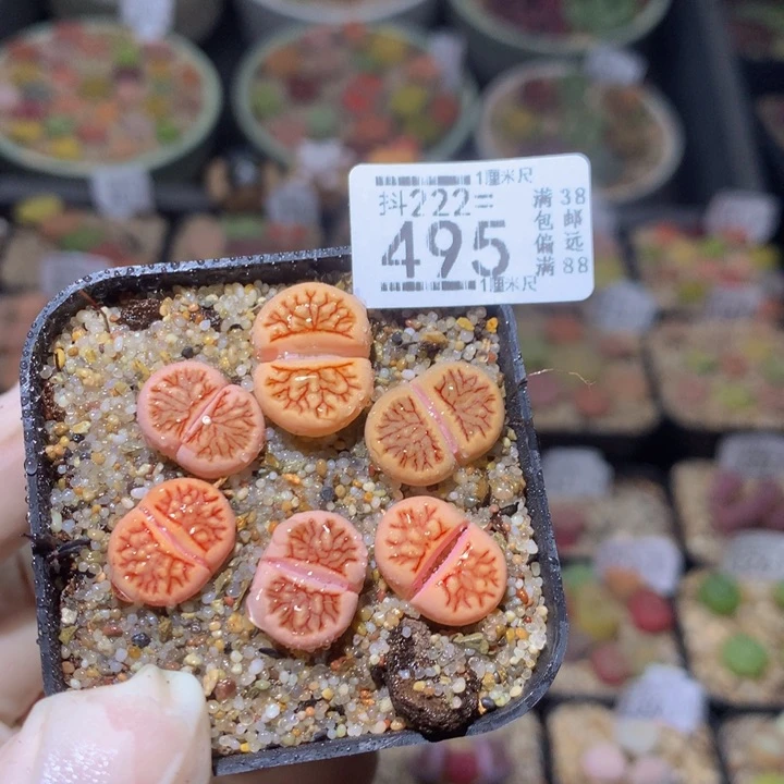 小*乖精品生石花223.495