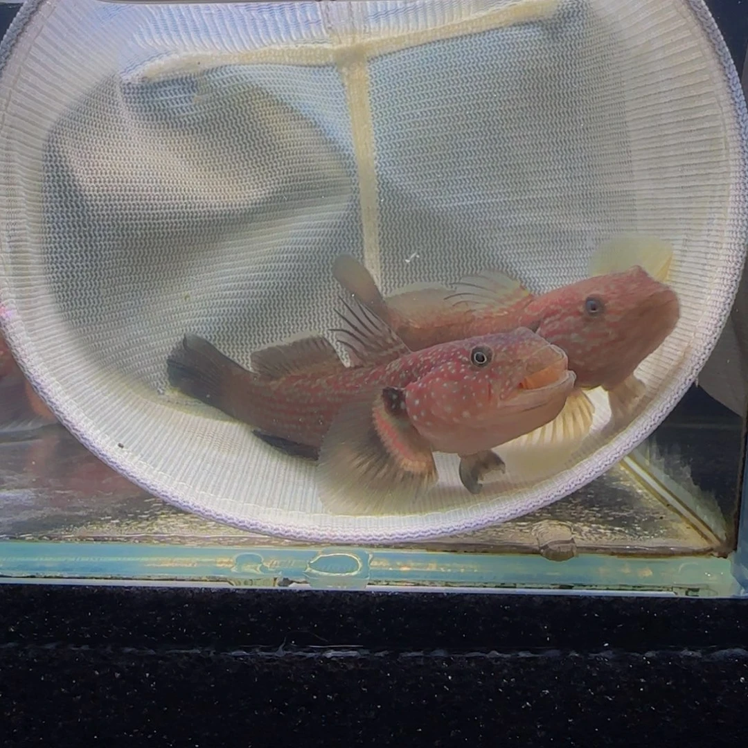 蓝口孵鱼短棘稿8-9一对