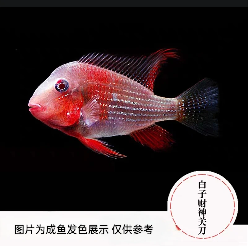 【老吴精选好物】白子关刀鱼（三单发货）