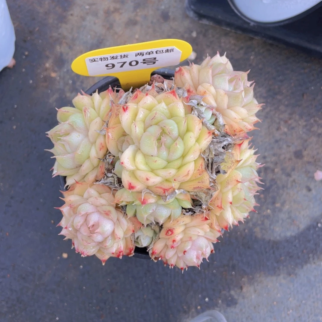 970号油亮麦秆群一个不包整