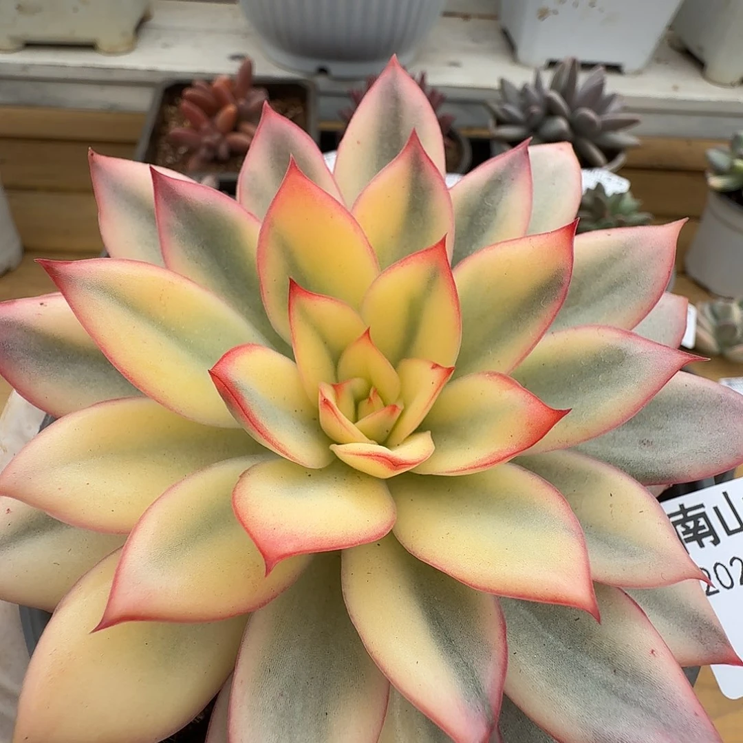 月光女神锦111223-75