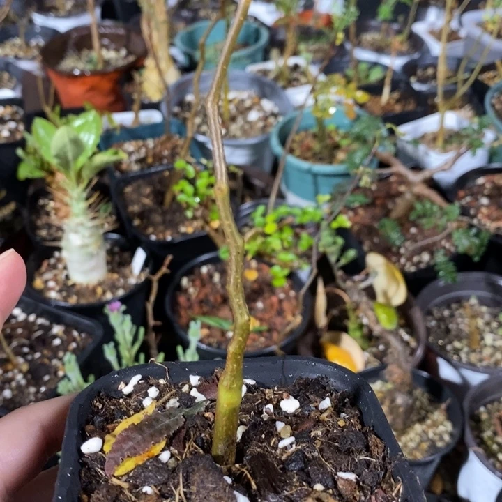 滔天橄榄带盆土发货