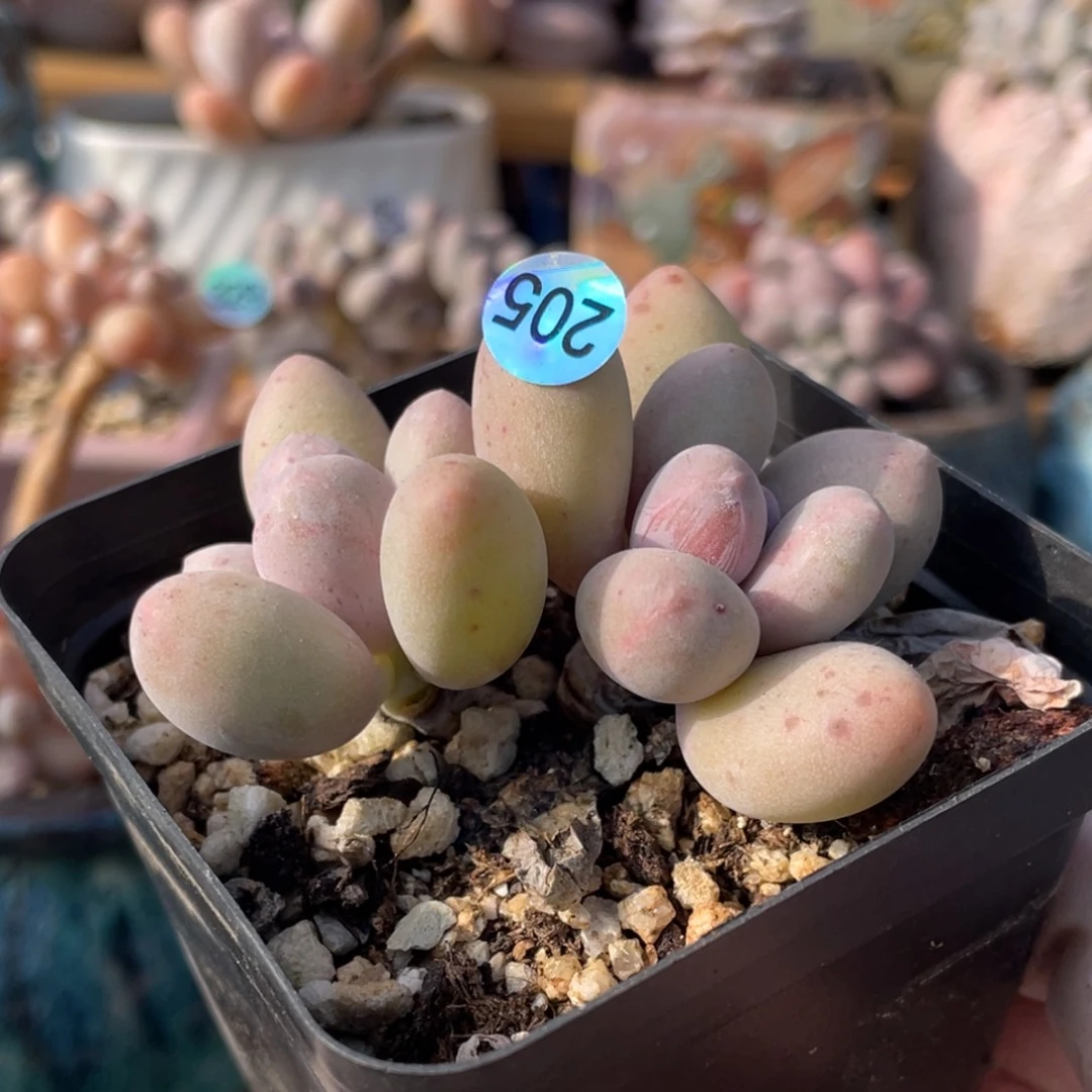 蛋黄奶酪多肉植物