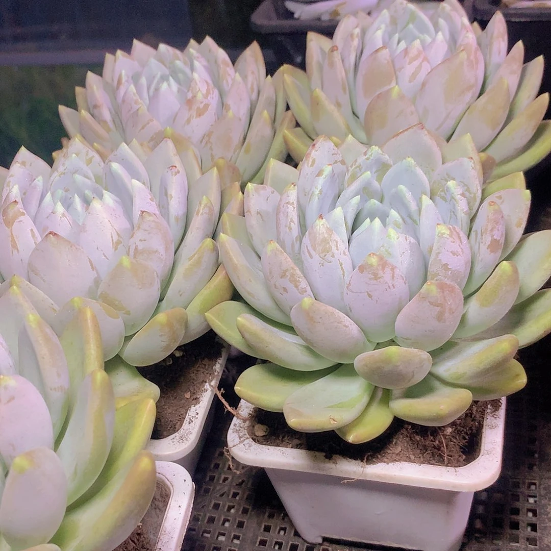 胖体美人356789990000