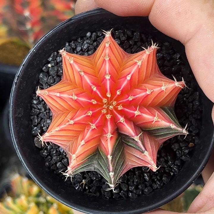 肋骨锦微瑕特价福利04