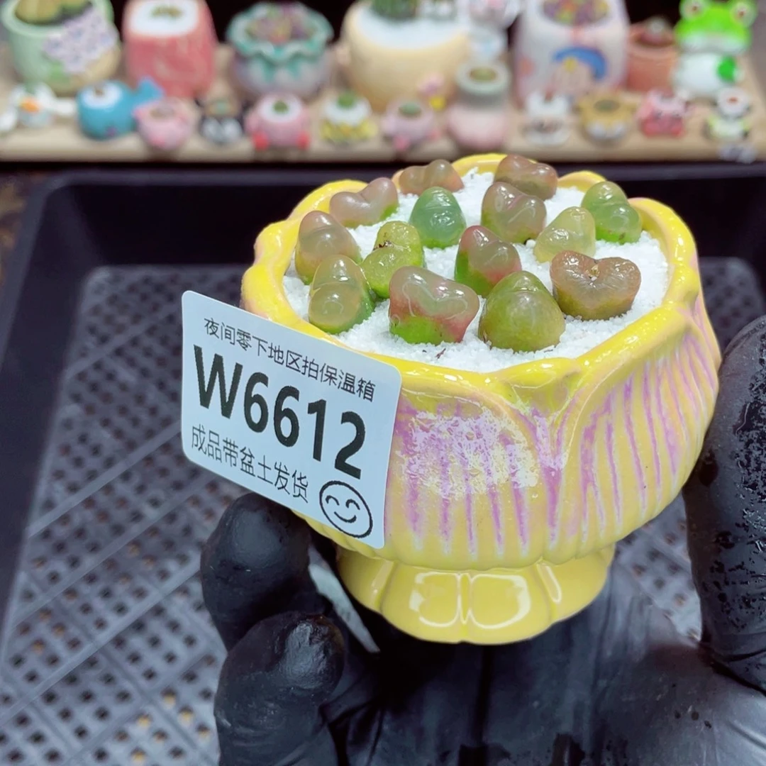 夜间零下地区拍保温箱w6612