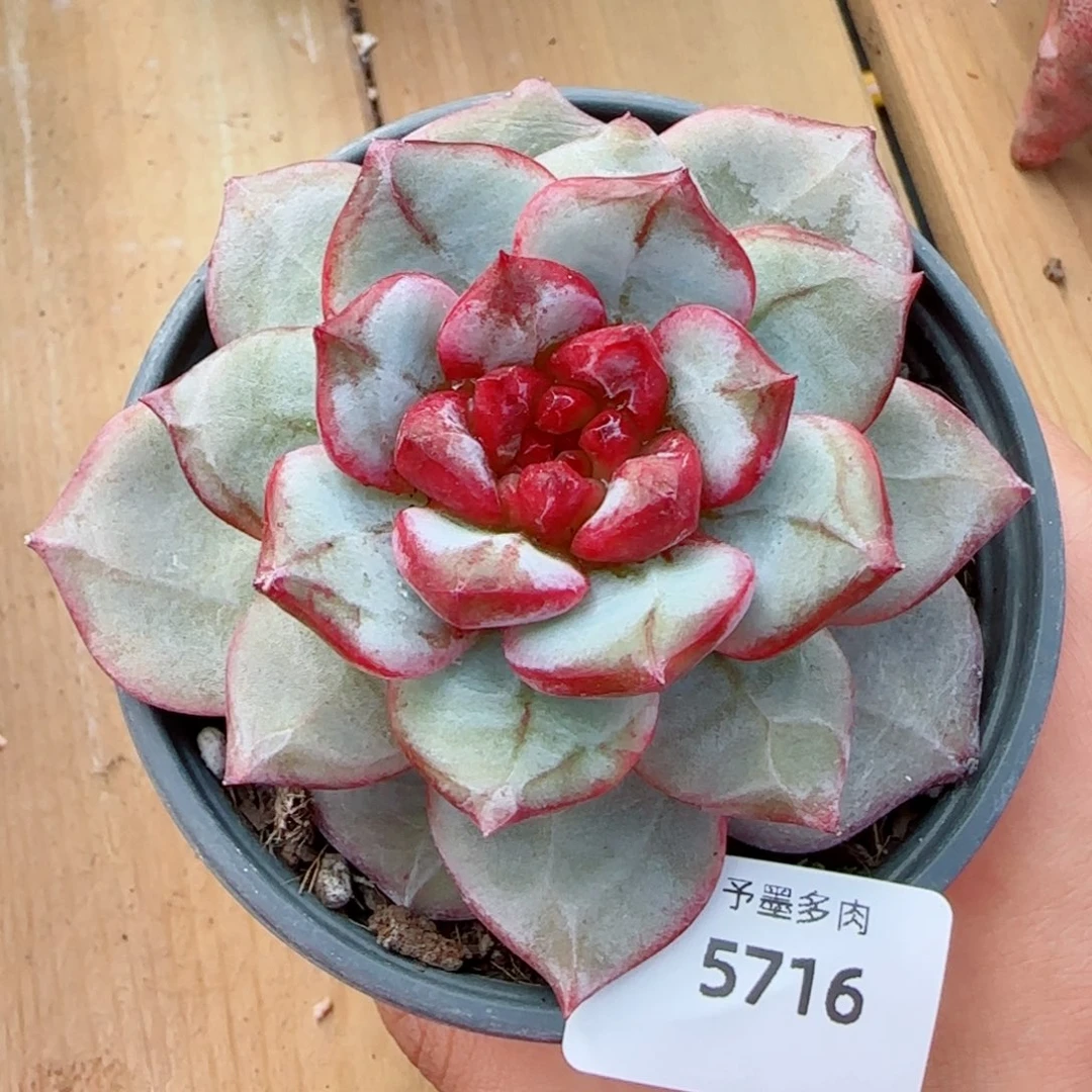 雪色浪漫，5716多肉植物