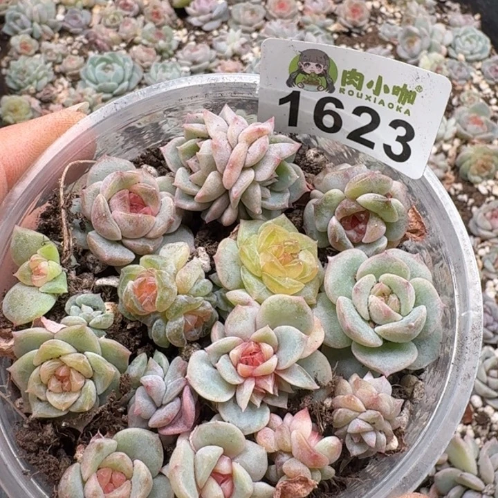 多肉植物多肉植物