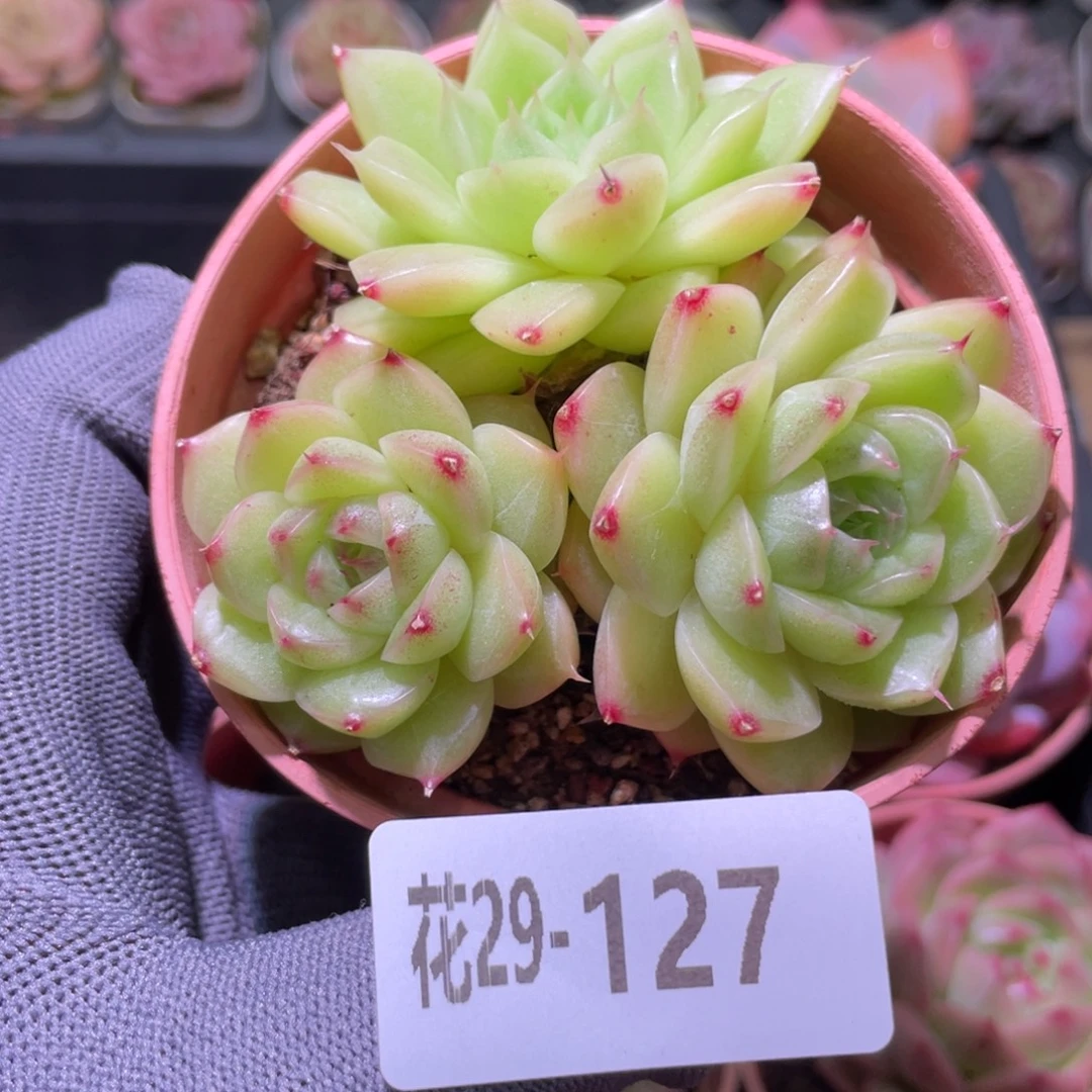 花利美29-127麦秆群