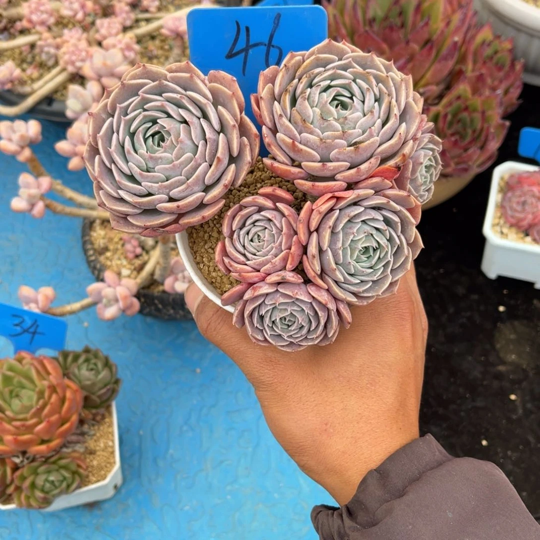 往**生0046天赐多肉植物