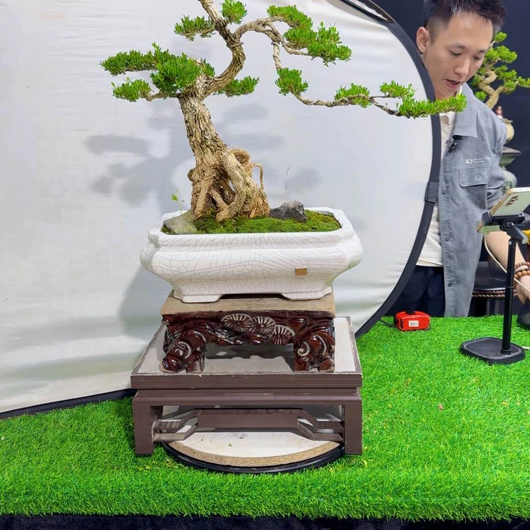 当前无花朵，栽培后可花朵高端黄杨盆景