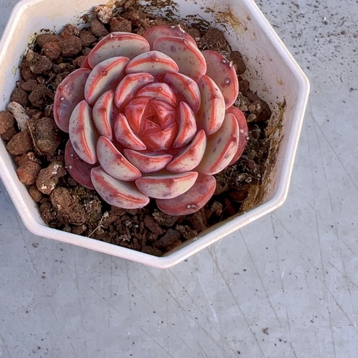 玉*意虎年糖之斑【一物一拍】香尔卉园艺