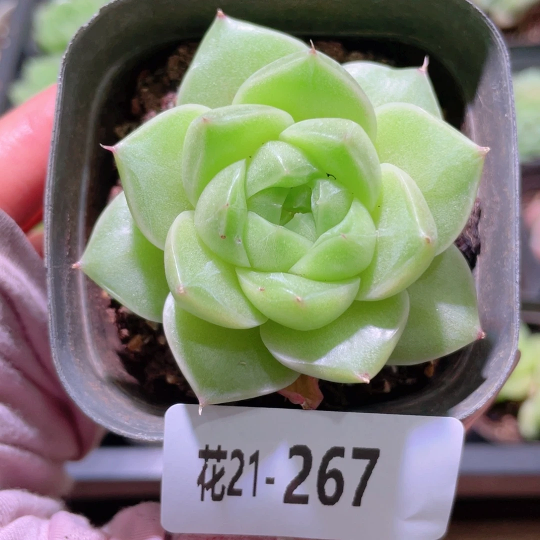 花利美21-267麦秆