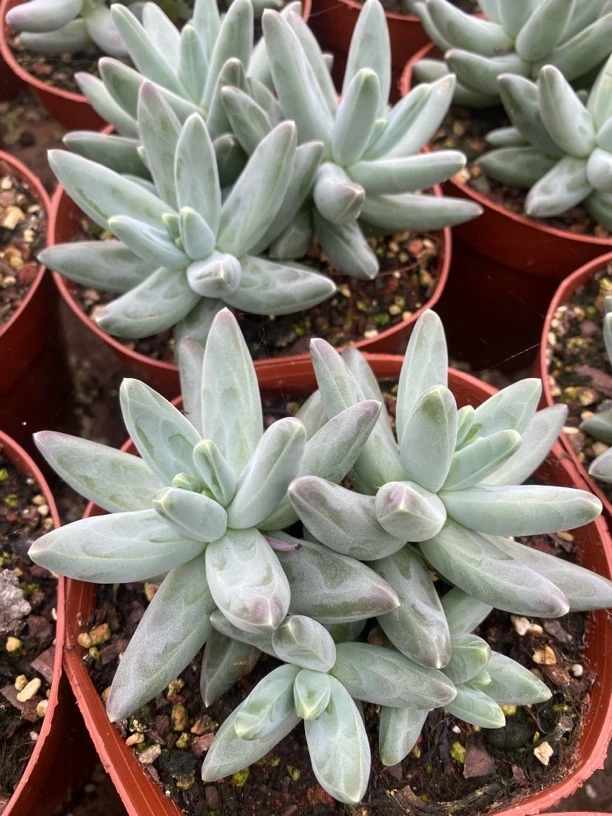 美人系凤羽大群生