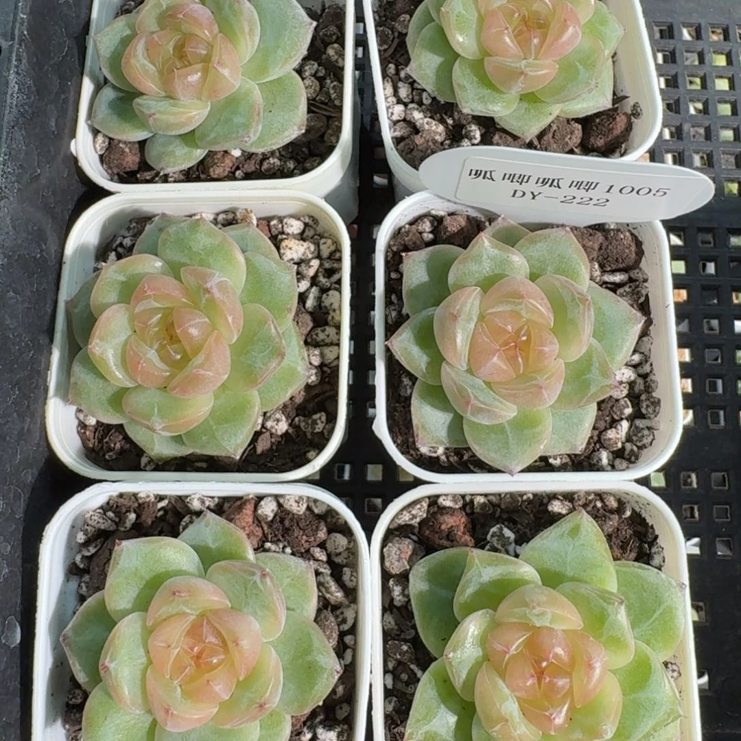 1005-222-6286单头量拍