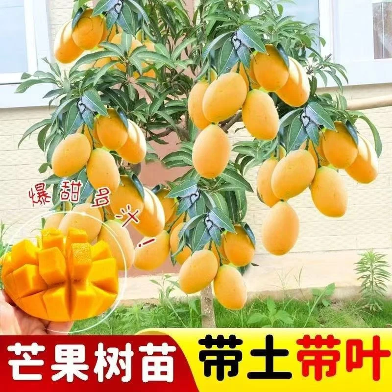 【带果发货】带土带叶芒果果树苗盆栽地栽耐寒阳台庭院南方北方均可
