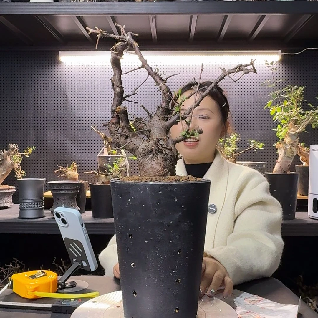 黑皮勃然恩斯熟桩