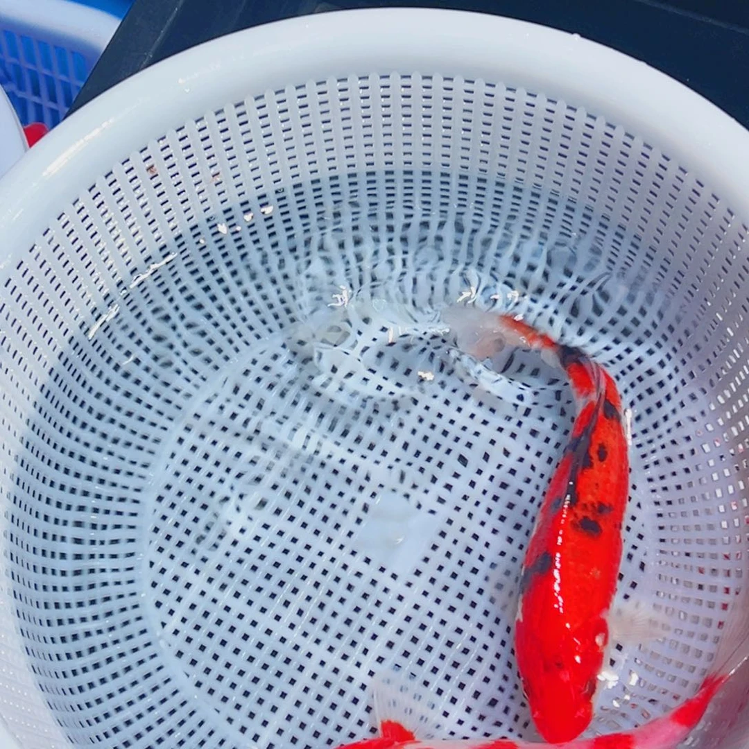 锦鲤锦鲤观赏鱼1111