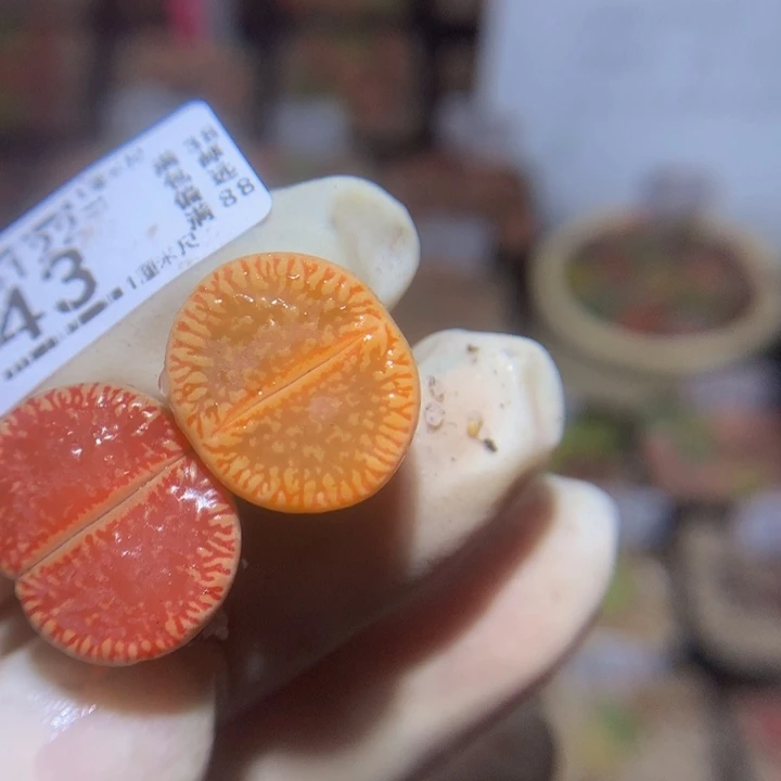 精品生石花122.43