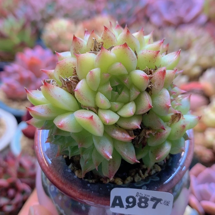 一物一拍含盆土满38包邮A987