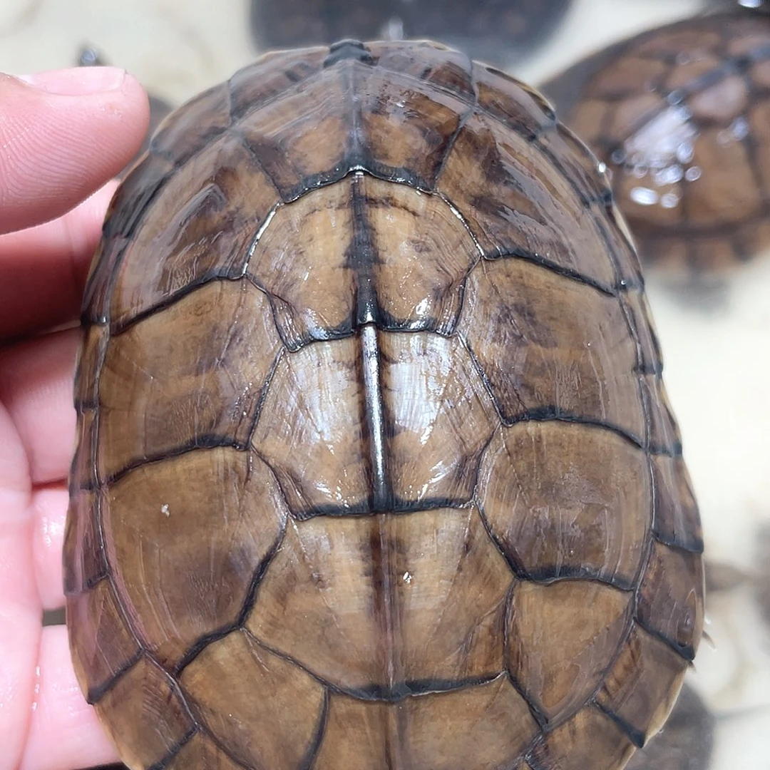 宠物龟不分公母大青咬脖子