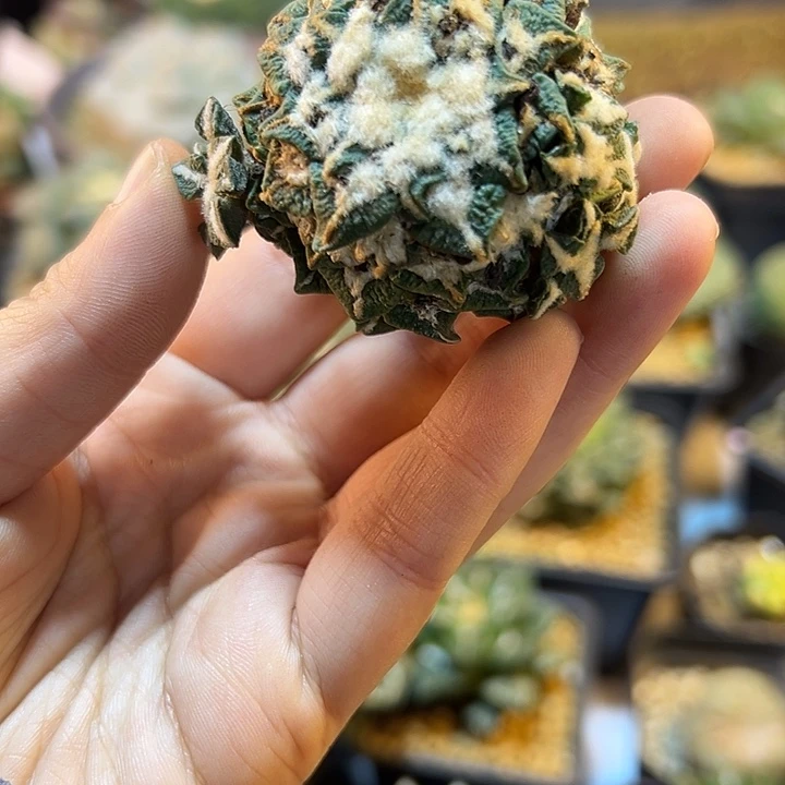 84号自根黑牡丹5.5公分