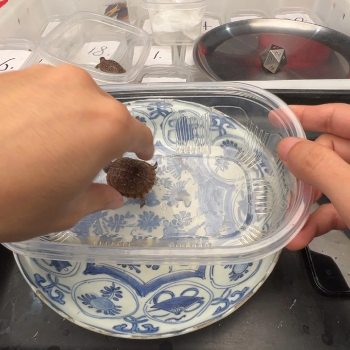 水***茵绿毛龟母进门的时候我就