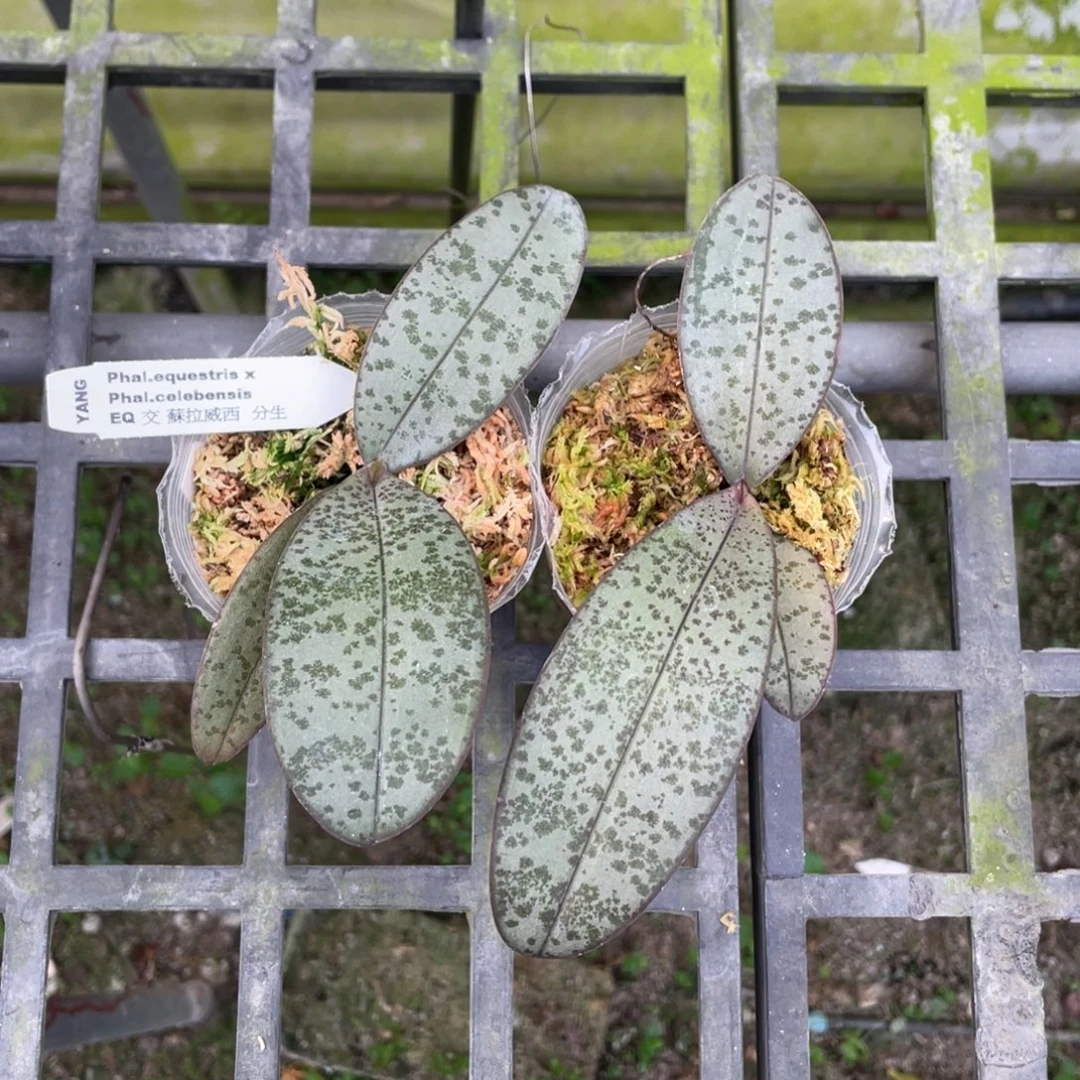当前无花栽培后可以开花eq交苏拉威西分生