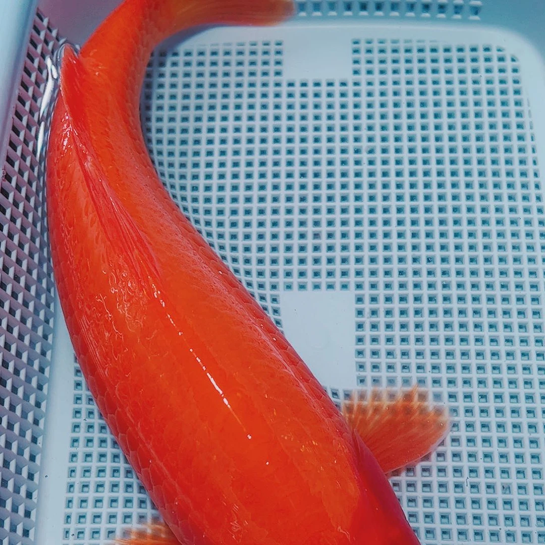 海水鱼锦鲤观赏鱼观赏鱼