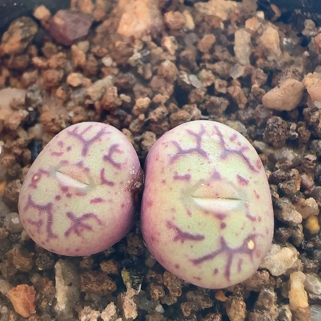 28包邮脱土发货26545