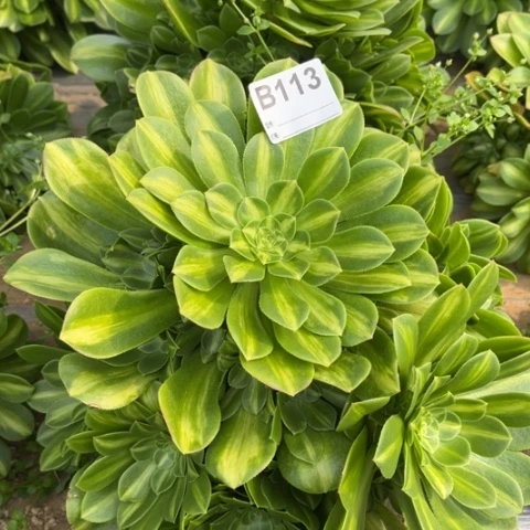 多肉植物翡翠琉璃