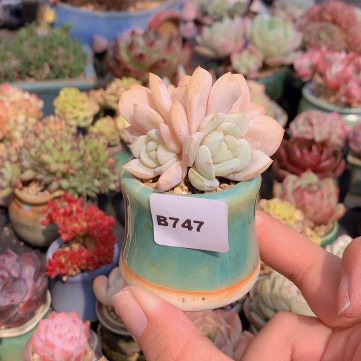 一物一拍含盆土满38包邮B747