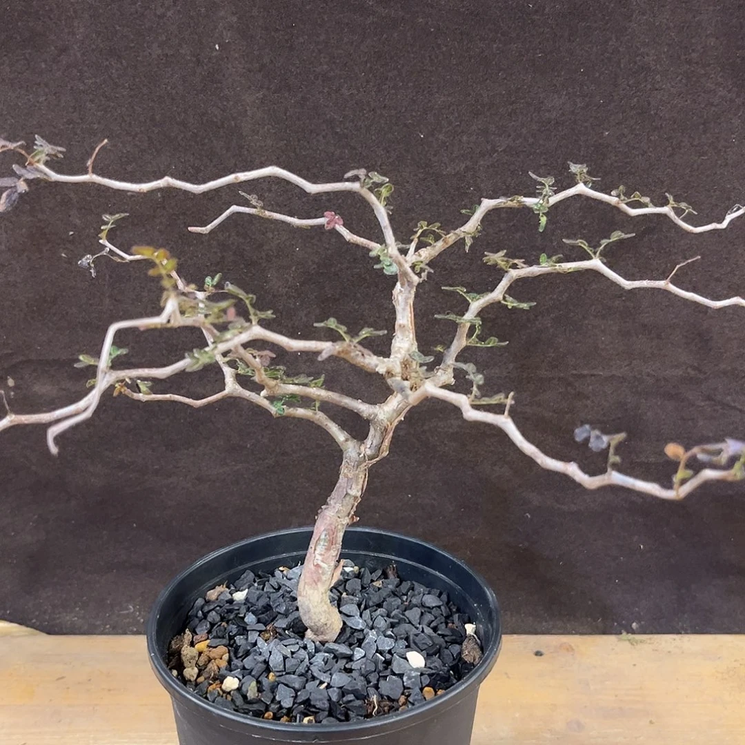 汤圆植物青松型滔天橄榄