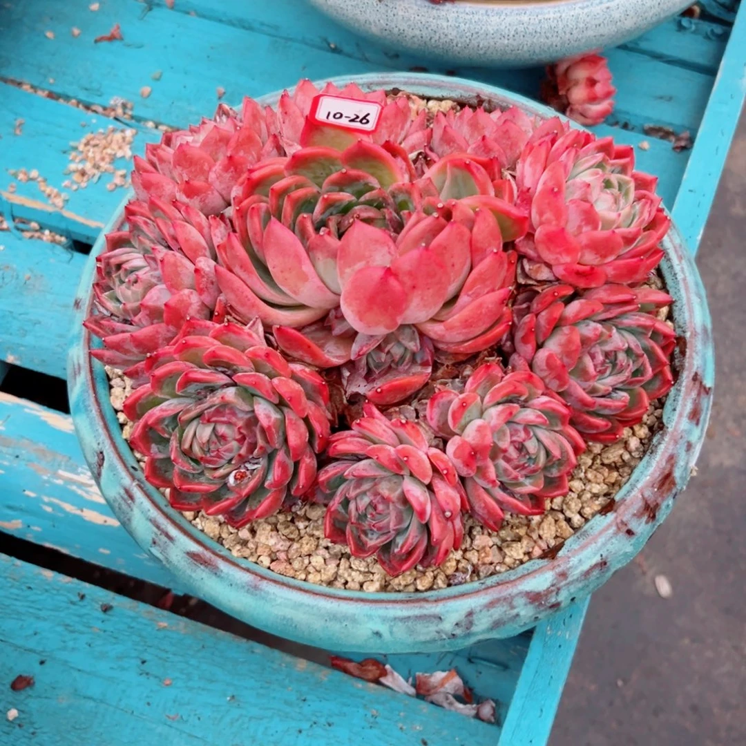 让***！精品多肉植物老桩珍妮杂交