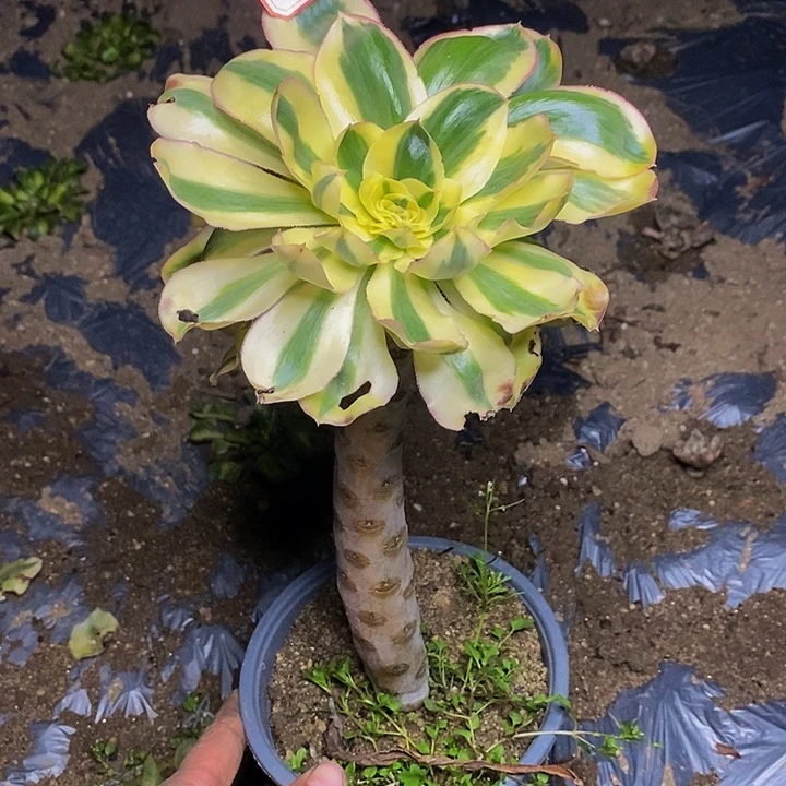 燕姿老桩法师864号