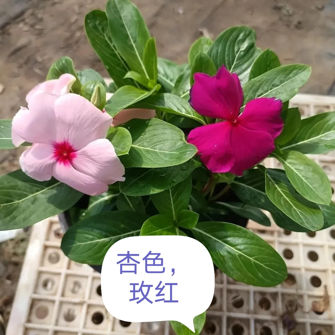 带花苞天天开进口长春花盆栽花卉观花植物室四季开花春季绿植带花