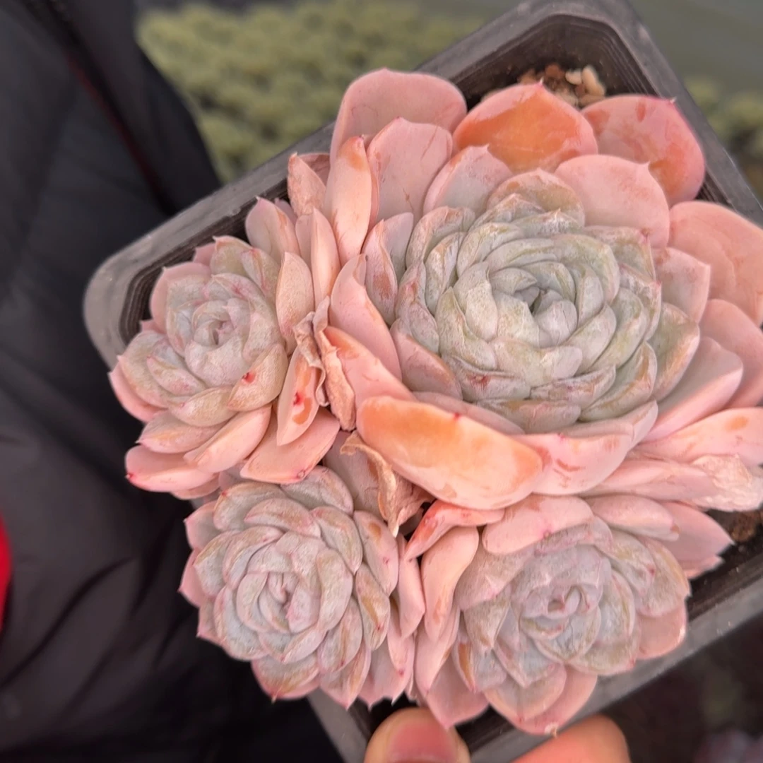 从前慢花园多肉编号-胖虎