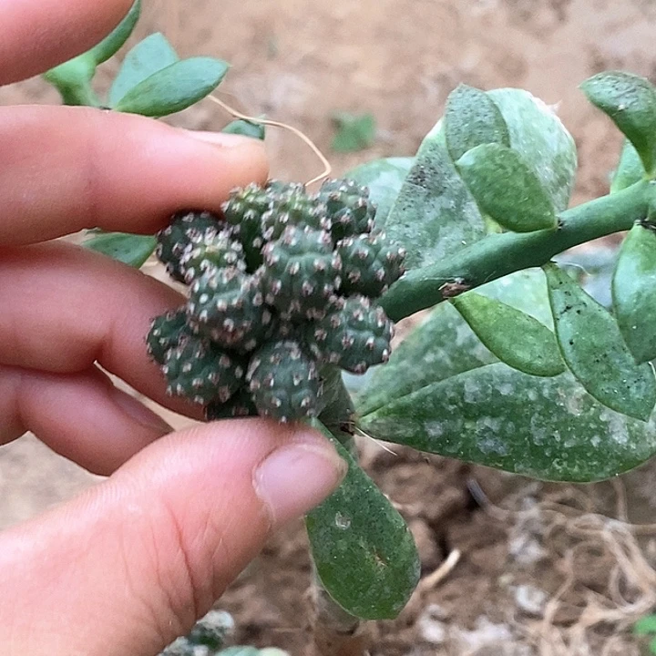 大青叶嫁接小型足球15.88