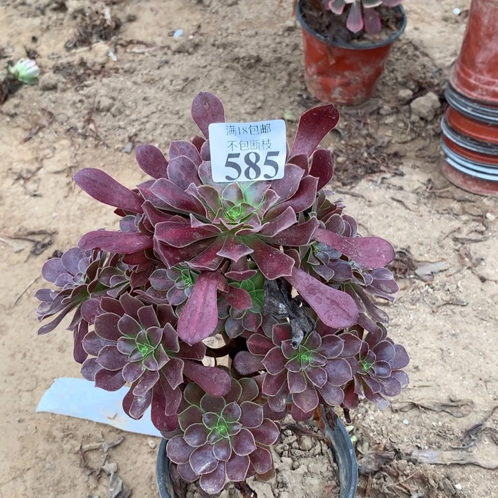 585花纳阴阳2号棚