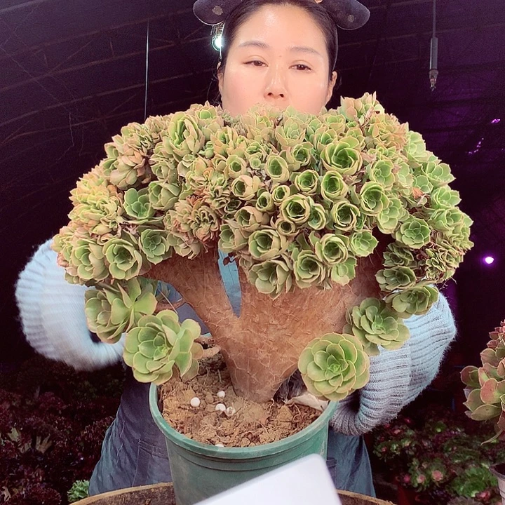 风***吹柒柒精品多肉脱土发货不包断侧枝S130