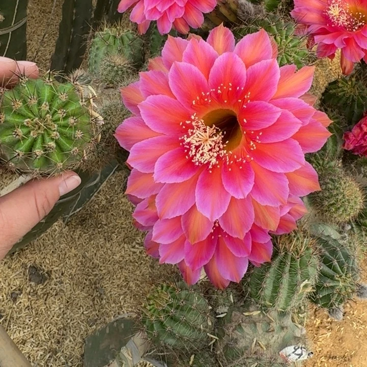 258彩草X222-1歪无根侧牙4公分左右