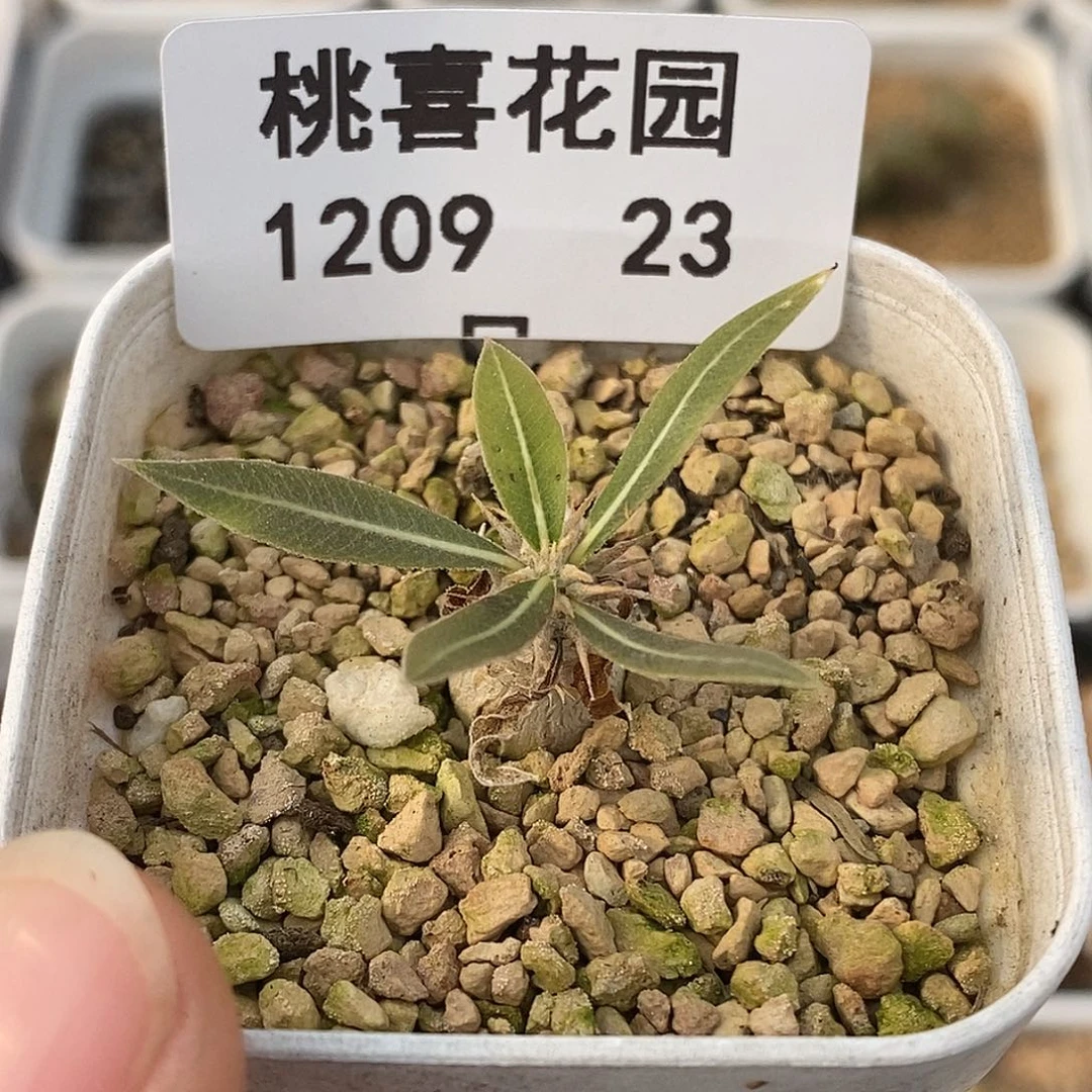 1209-23-象牙宫。